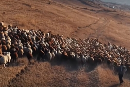 Փաշինյան. Ձեռք է բերվել 267 գլուխ Էդիլբաևյան ցեղի տոհմային ոչխար