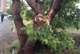 Բեգոյան․ Երևանի թեղիները երկաթյա սյունից էլ վատ են