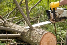 «Հայանտառի» պաշտոնյաները կաշառք են ստացել ապօրինի ծառահատումները չգրանցելու համար