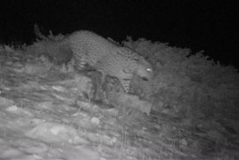 «Խոսրովի անտառում» ֆոտոթակարդները կրկին նկարահանել են կովկասյան ընձառյուծին