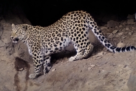 ՀՀ-ն կվավերացնի ընձառյուծների պահպանության միջազգային համաձայնագիրը