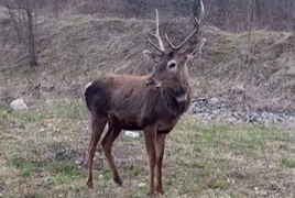 Կովկասյան ազնվացեղ եղջերուն զբոսնում է Լոռու անտառներում
