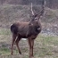 Rare deer population grows in Armenia’s wild