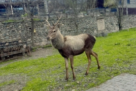 ՇՄՆ-ն հորդրում է չմոտենալ բնակավայրերի մոտ հայտնվող  եղջերուներին