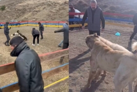 Սպիտակում շնամարտ կազմակերպելու դեպքով քրվարույթ է նախաձեռնվել