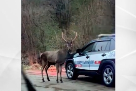 ՇՄՆ․ Չմոտենա՛լ եղջերուներին, չկերակրել և չփորձել շփվել կամ լուսանկարվել