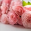 Armenia exports 5,500 roses to Latvia