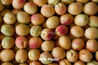 Government to subsidize agricultural exports