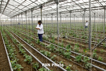 Government grants new benefits to greenhouse farms