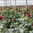Rose grower linked to wanted businessman may get tariff relief