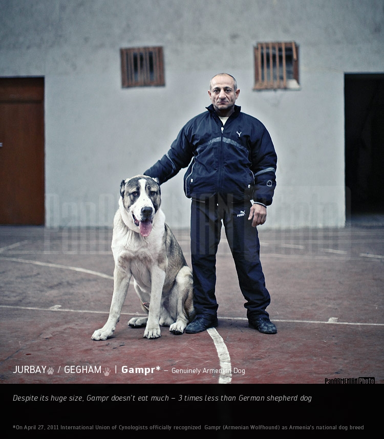 Gampr - Genuinely Armenian Dog