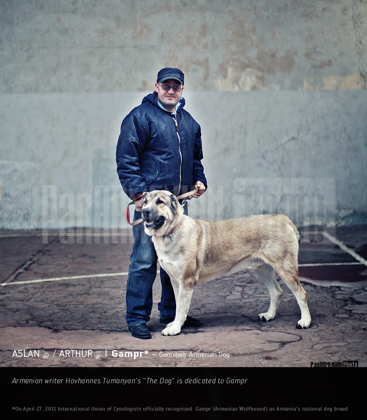 Гампр - Подлинно армянская собака 
