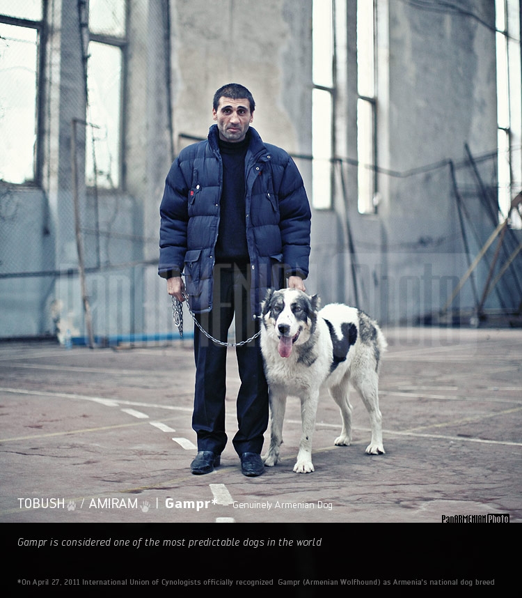 Гампр - Подлинно армянская собака 