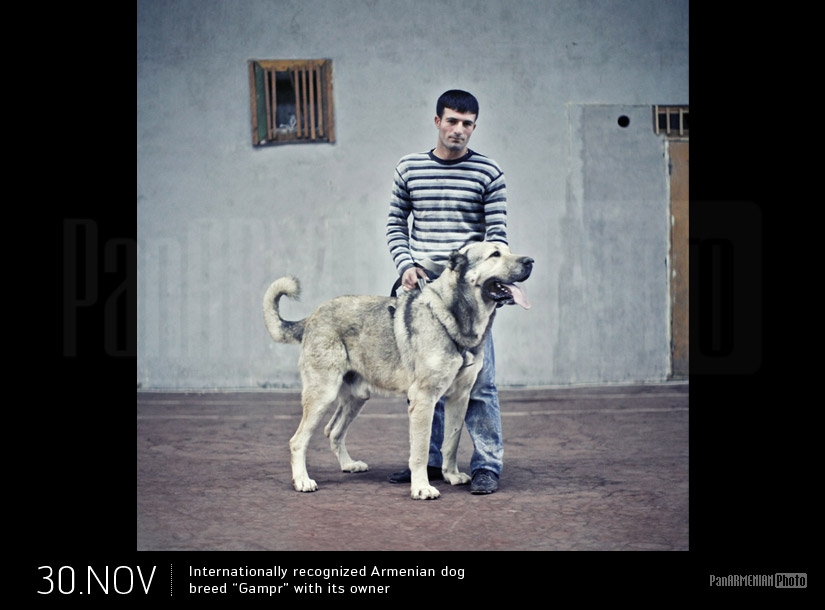 Internationally recognized Armenian dog breed Gampr with its owner
