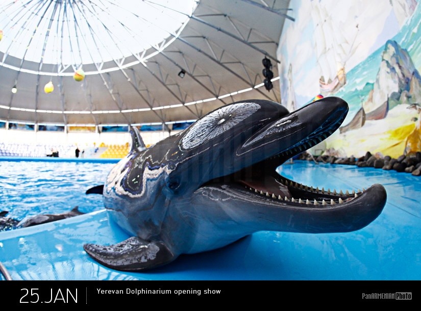 Шоу открытие дельфинария в Ереване