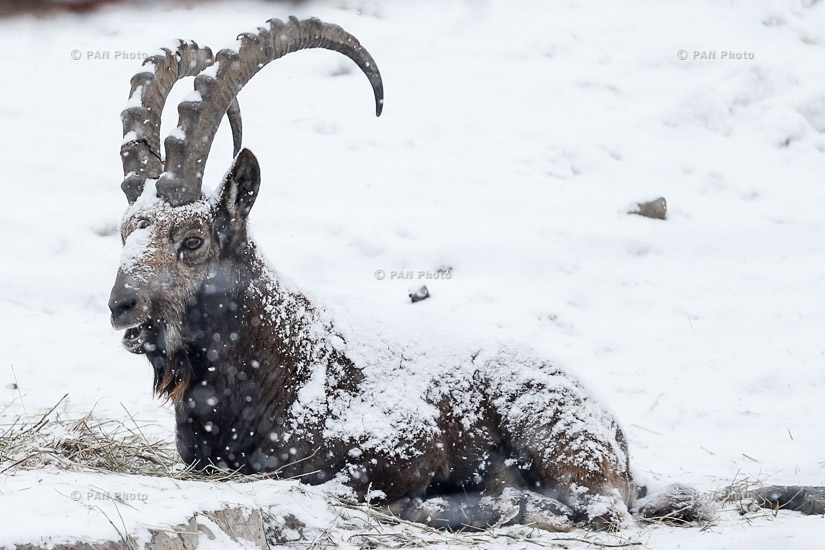 Animals wintering in Yerevan