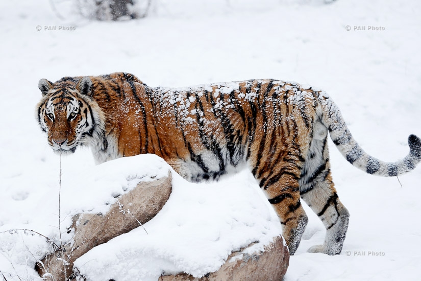 Animals wintering in Yerevan