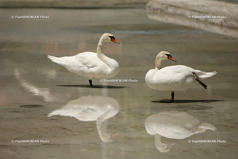  Лебеди Лебединого озера после вардавара 