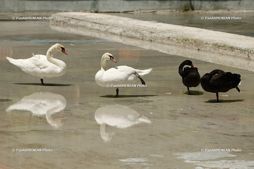 Swans of Swan Lake after Vardavar