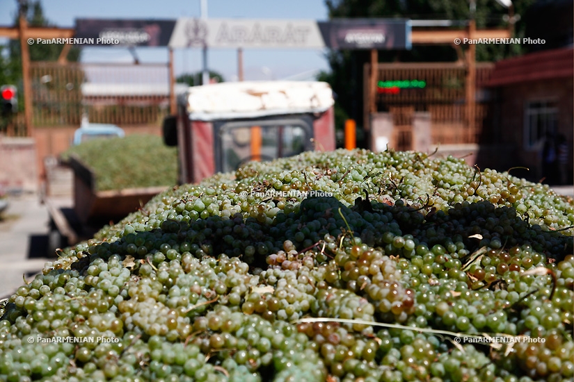 Ереванский коньячный завод в Айгаване начал закуп винограда