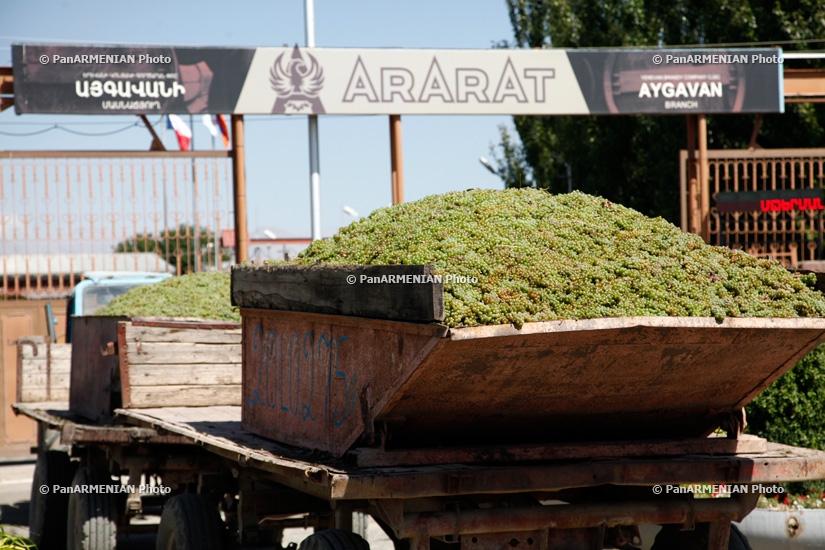 Ереванский коньячный завод в Айгаване начал закуп винограда