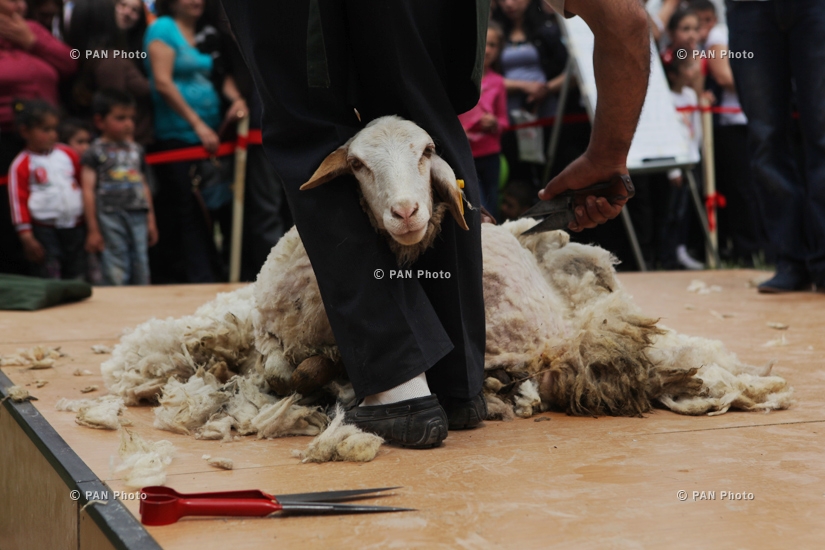 Фестиваль стрижки овец в Татеве