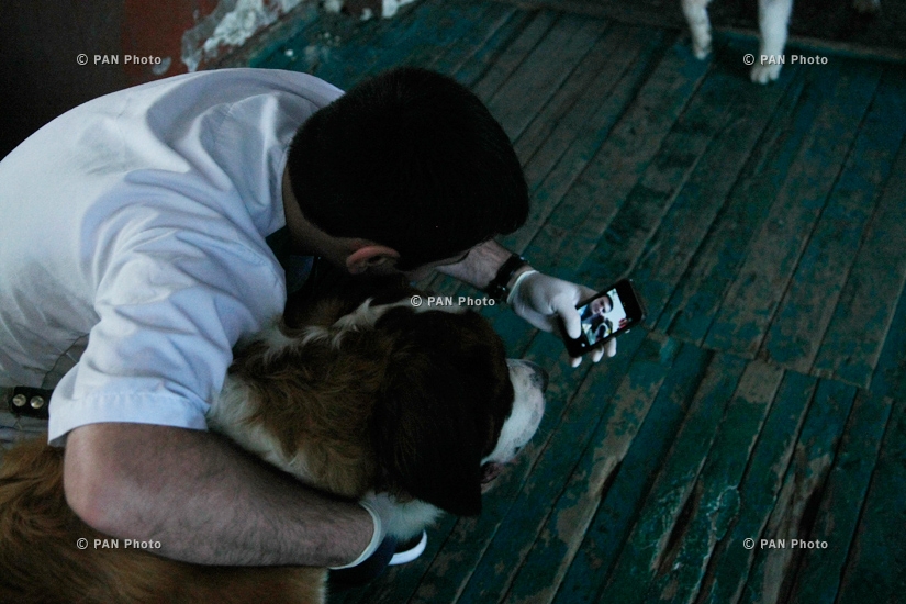 Международная выставка собак всех пород «Лучи Армении» 2014