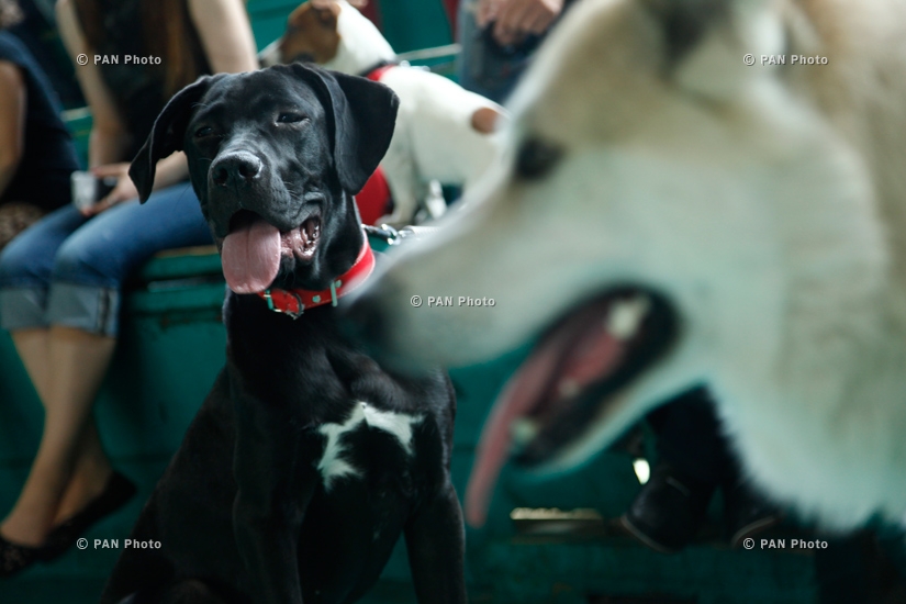 Международная выставка собак всех пород «Лучи Армении» 2014