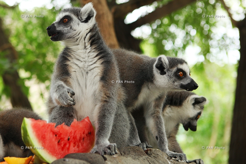 Lemurs brought to Yerevan zoo displayed for the first time