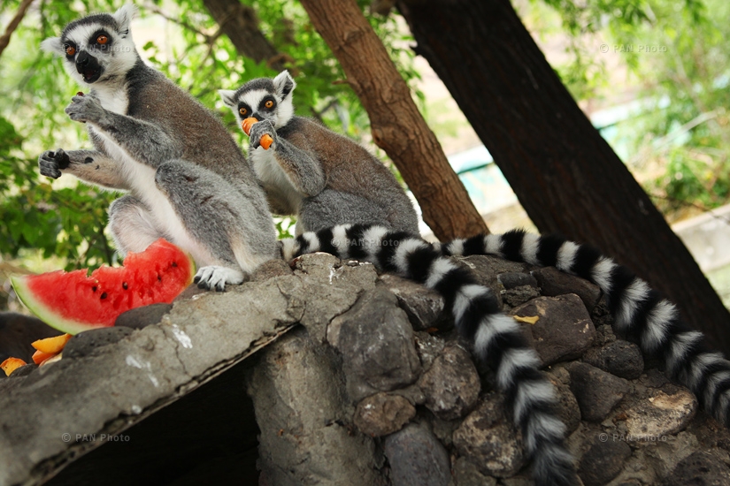 Lemurs brought to Yerevan zoo displayed for the first time
