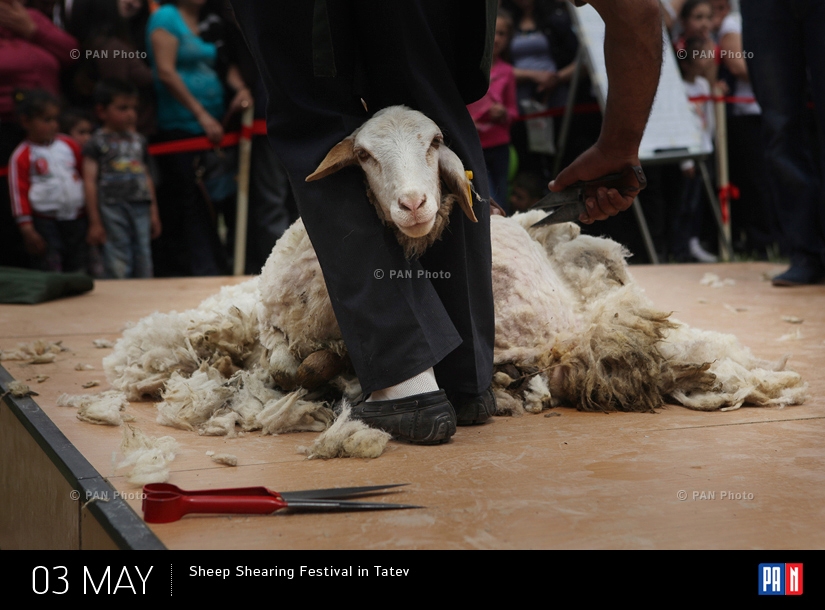 Sheep Shearing Festival in Tatev, Armenia