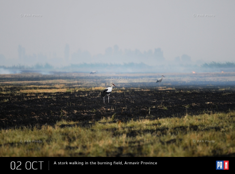 A stork walking in the burning field, Armavir Province, Armenia