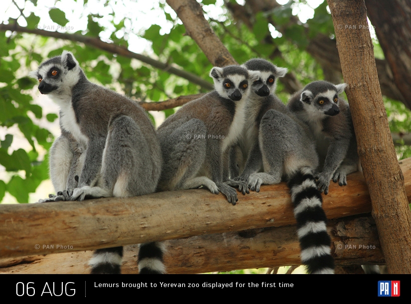 Lemurs brought to Yerevan zoo displayed for the first time. Yerevan, Armenia