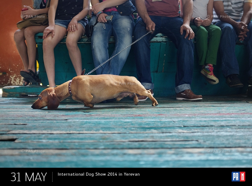 International Dog Show 2014 in Yerevan, Armenia