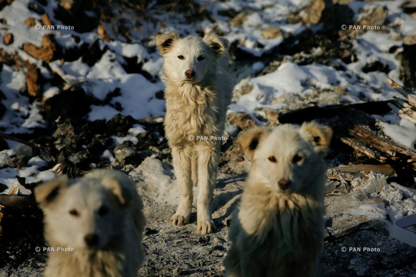 Собаки на окраине Еревана