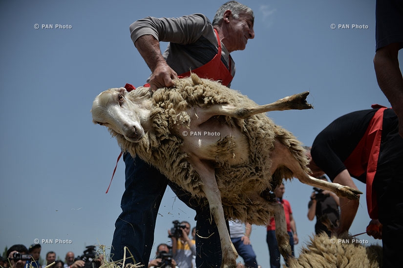 Фестиваль стрижки овец в Татеве  