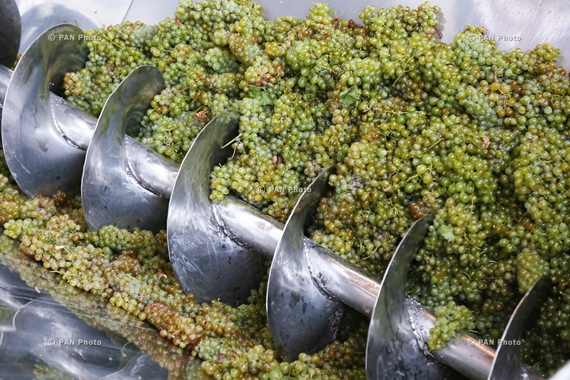 Ереванский коньячный завод в Армавире начал закуп виноград