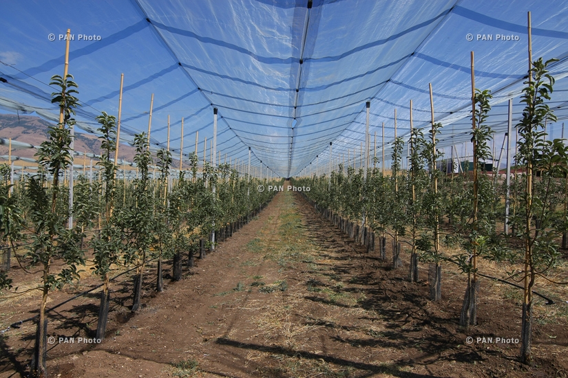 Orchards planted by Kovkasfood company in Kotayk province