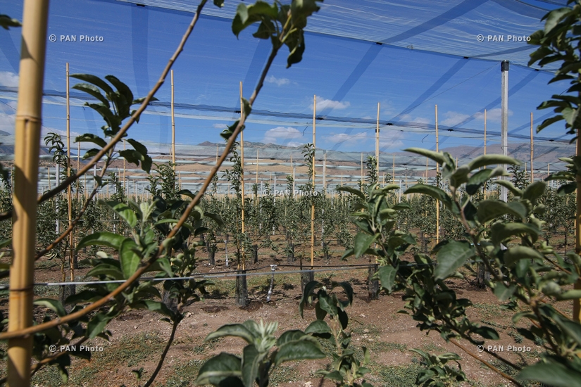 Orchards planted by Kovkasfood company in Kotayk province