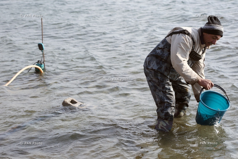 Գեղարքունի և ամառային իշխանի մանրաձկան բացթողնման աշխատանքները ձկնապաշարների համալրման ծրագրի շրջանակներում