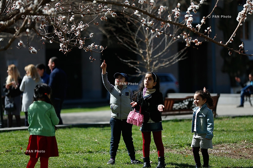 Blooming apricot trees of Yerevan: Spring 2016