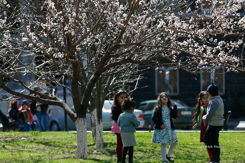 Blooming apricot trees of Yerevan: Spring 2016