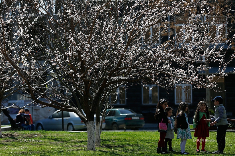 Blooming apricot trees of Yerevan: Spring 2016
