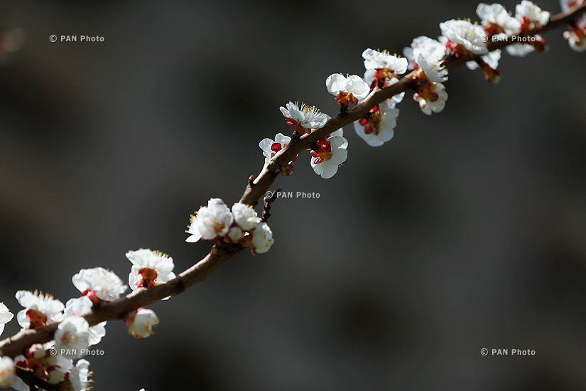 Blooming apricot trees of Yerevan: Spring 2016
