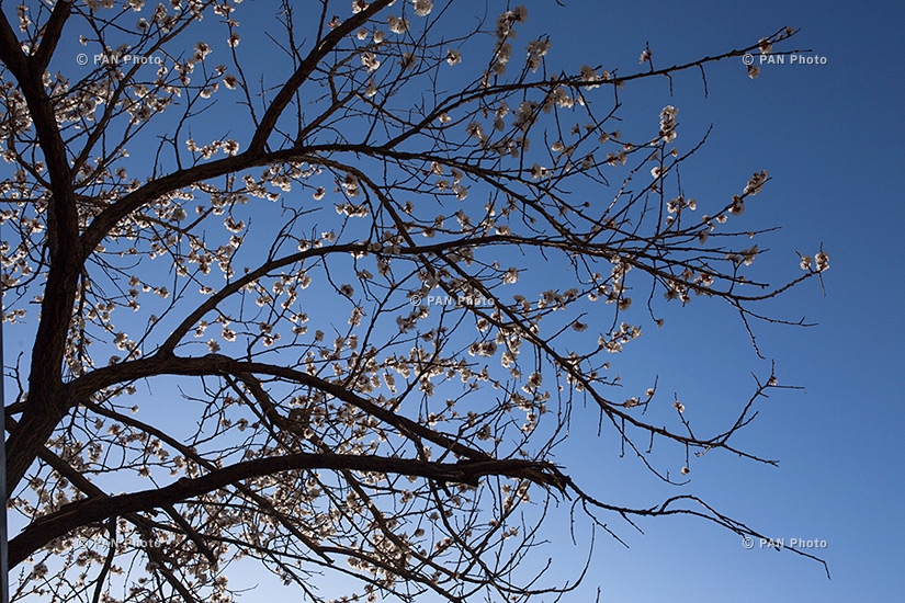 Blooming apricot trees of Yerevan: Spring 2016