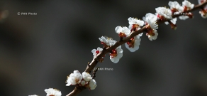 Blooming apricot trees of Yerevan: Spring 2016