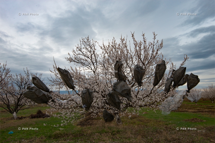 Расцветшие абрикосовые деревья села Суренаван (Араратская область)