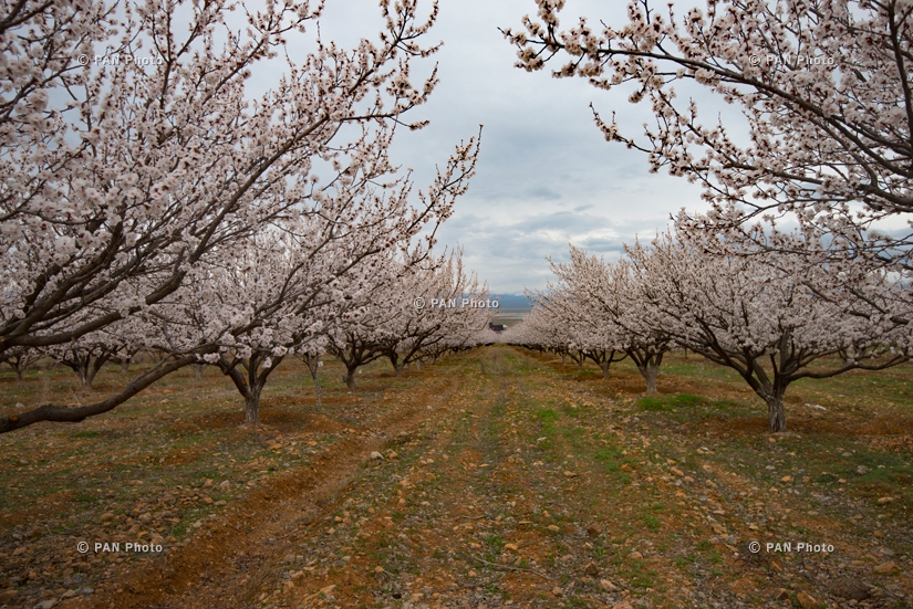 Blooming apricot trees of Surenavan village (Ararat Province)