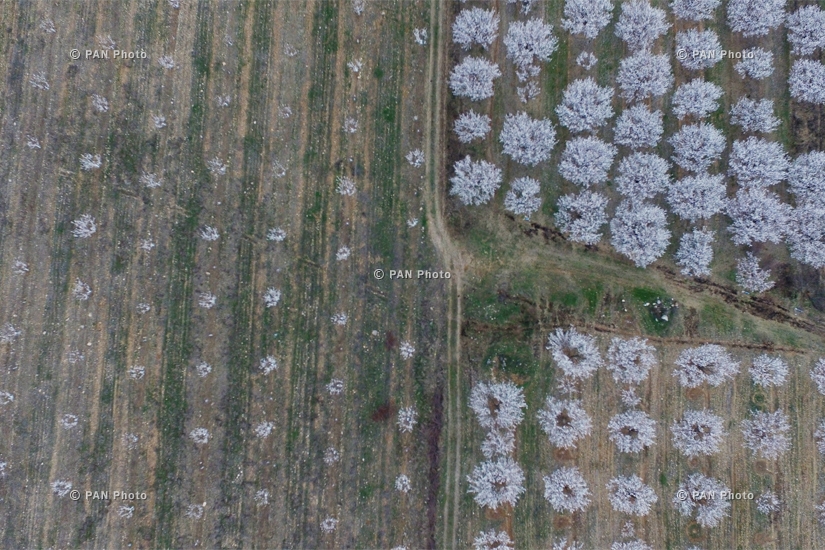 Расцветшие абрикосовые деревья села Суренаван (Араратская область)