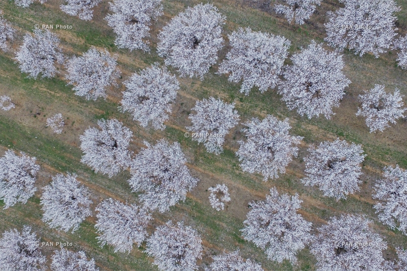 Blooming apricot trees of Surenavan village (Ararat Province)